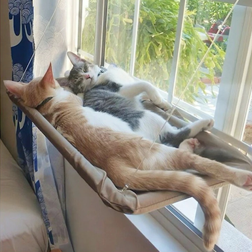 Tout savoir sur le chat : comprendre ses besoins pour améliorer son bien-être